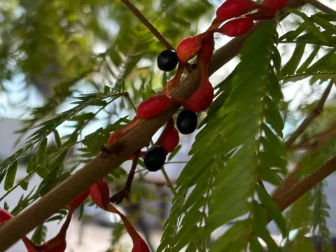 Кохоба