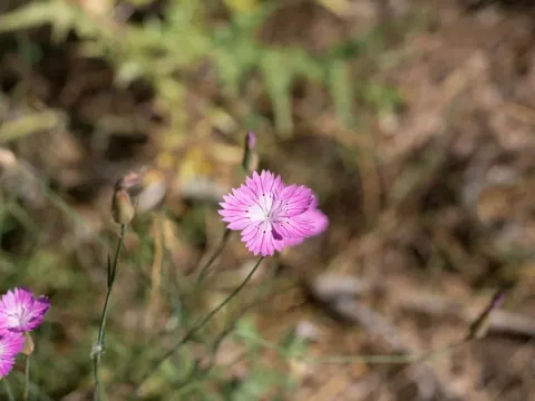 Rigid pink