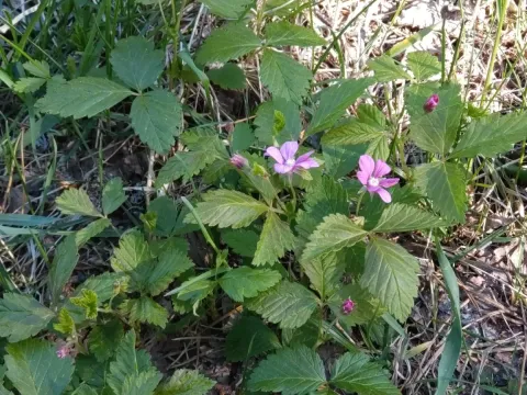 Княженика арктична