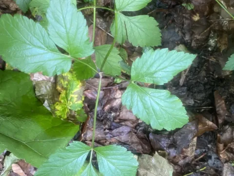Peucedanum aegopodioides