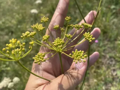 Long-leaved pepper-saxifrage