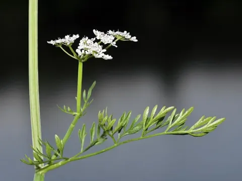 Oenanthe banatica