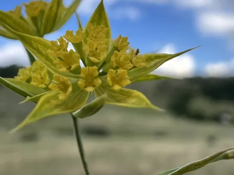 Bupleurum veronense