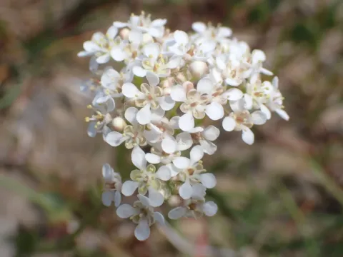 Cartilaginous pepperwort