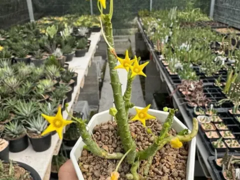 Socotrella