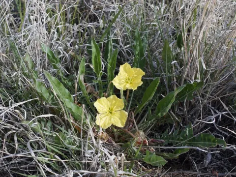 Yellow evening primrose
