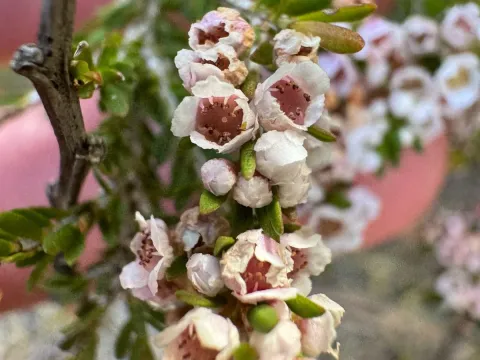 Thryptomene saxicola
