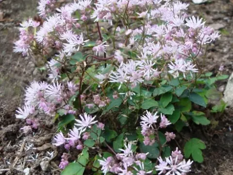 Kyushu meadow-rue
