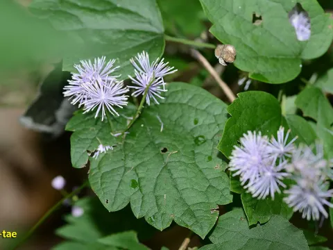 Thalictrum actaeifolium