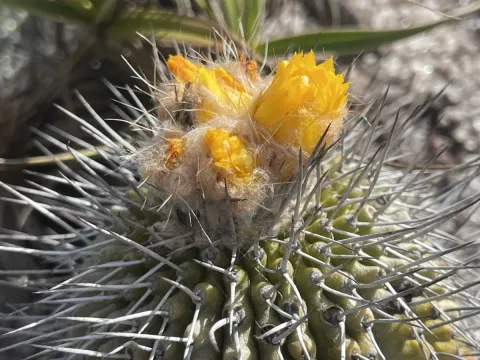 Uebelmannia