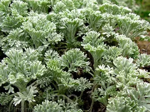 Silver tansy