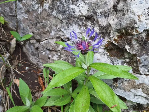 Soft cornflower