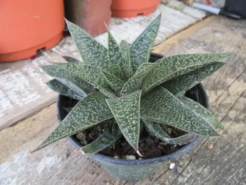 Gasteraloe