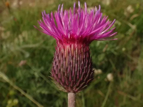 Hill Thistle