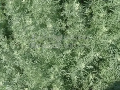 Santonica wormwood
