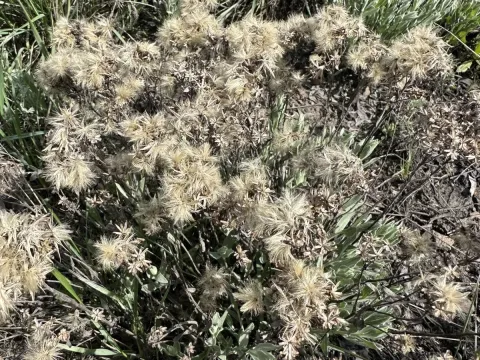 Galatella villosa