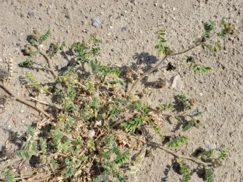 Astragalus contortuplicatus