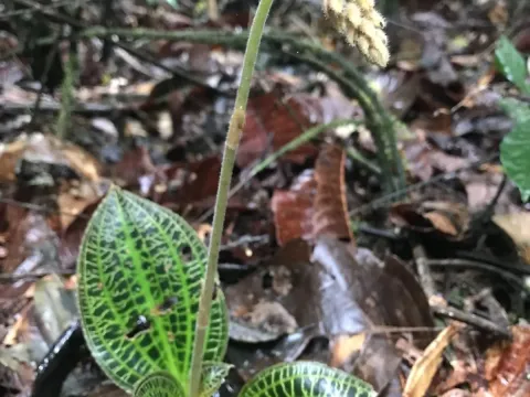 Macodes