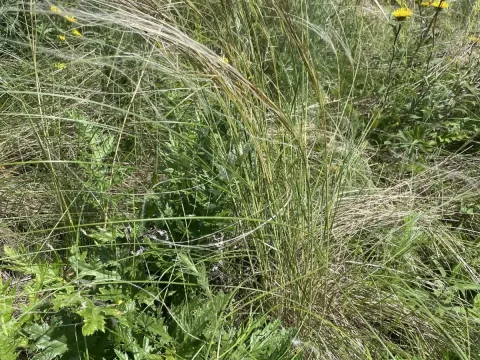Stipa dasyphylla