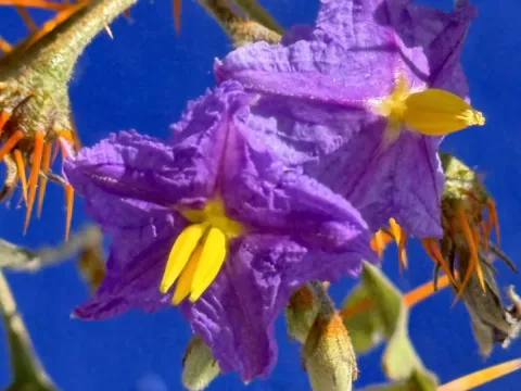 Thorn-apple nightshade