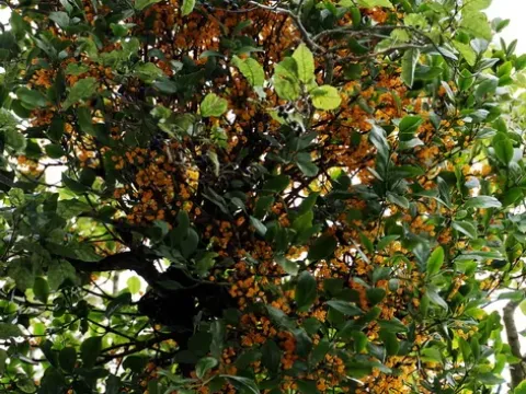 Micranthus