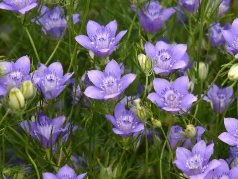 Nigella bucharica