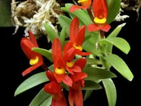 Fernandezia