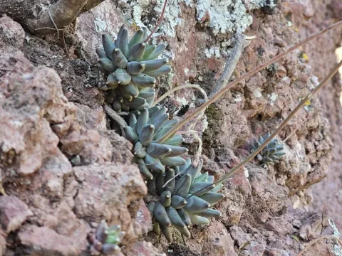 Pachyphytum