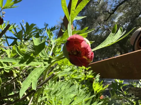 Peony