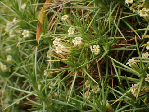 Pantacantha
