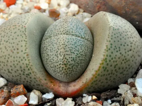 Pleiospilos