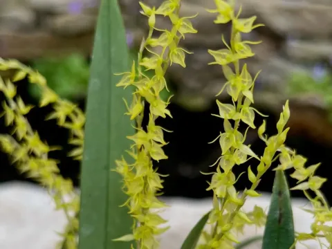 Pleurothallis