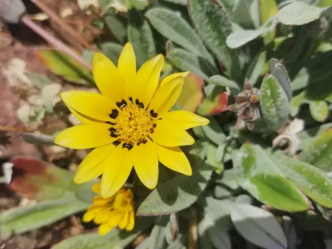 Gazania