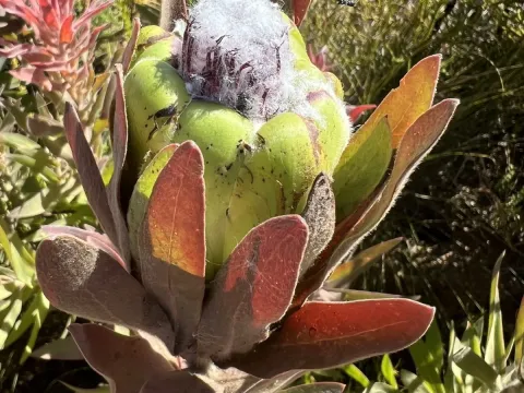 Crown protea