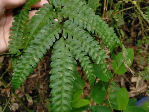 Pteris amoena