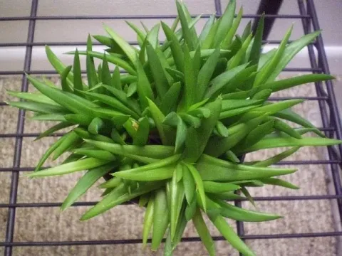 Alworthia