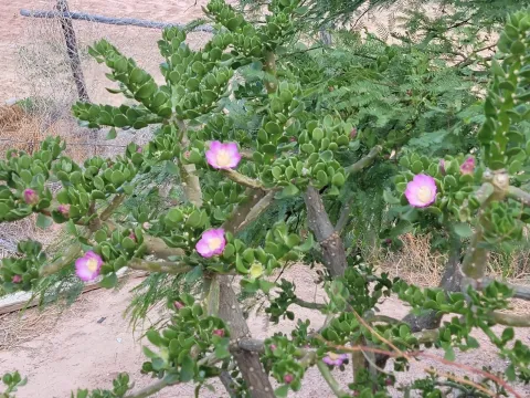 Quiabentia