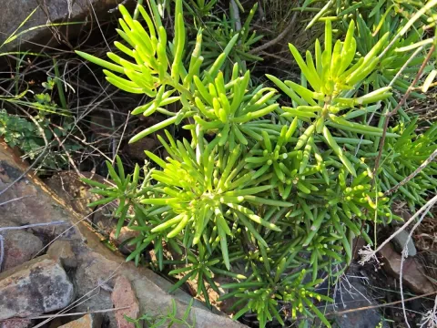 Barberton groundsel