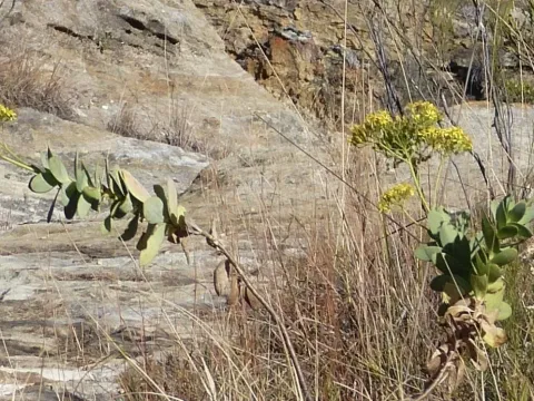 Vertical Leaf Senecio