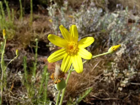 Senecio gregorii
