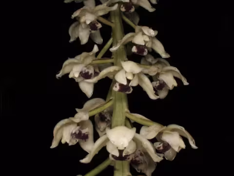 Lacaena