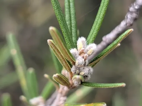 Hovea
