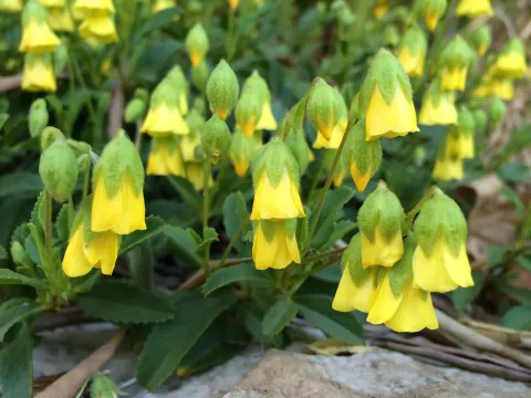 Hermannia saccifera