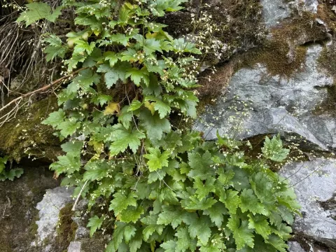 Smooth alumroot