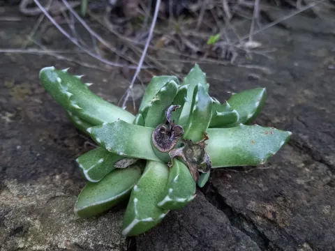 Фаукария