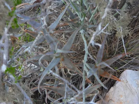 Aloe acutissima