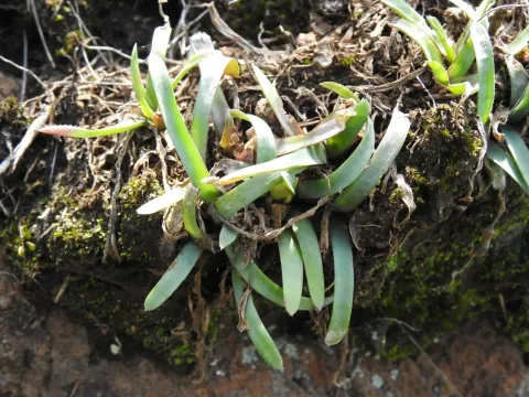Aloe albida
