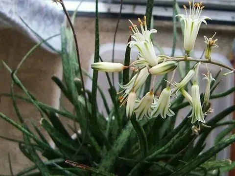 Aloe albiflora