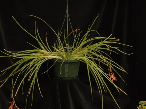Aloe ballii