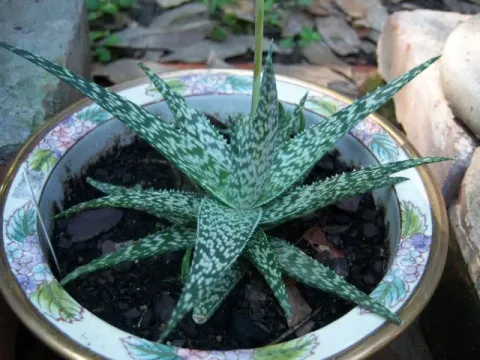 Aloe bella